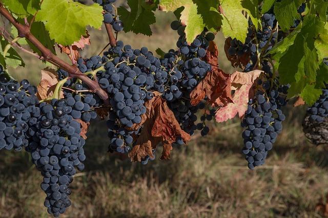 grapes on the vine