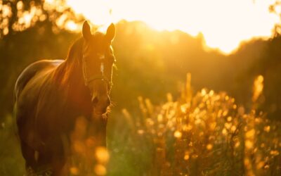 A Taste of Equestrian Elegance: Big Creek Winery’s Tribute to Horses