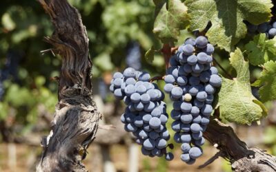 Tennessee Wine Growing Season